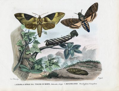Farfalle, 1863-79 da Raimundo Petraroja